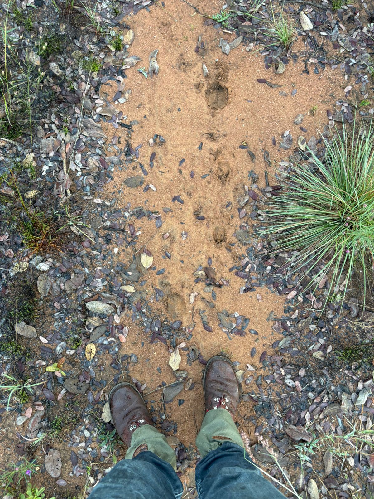 Trail boots on the hunt
